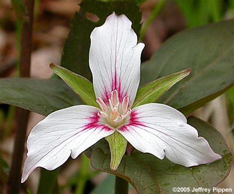 Simply cut them back, and new leaves will fill in. Wildflowers in North Carolina
