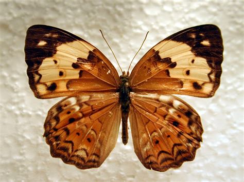We did not find results for: Image*After : image : butterfly insect wing wings vein top ...