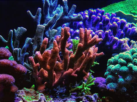 Diese korallengruppe kannst du leicht an ihren nur wenige. Die besten SPS-Korallen für Anfänger - Meerwasser-Guide.de