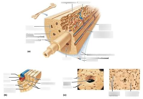 The two types of bones are compact bones and spongy bones. Microscopic Structure Of Compact Bone - cloudshareinfo