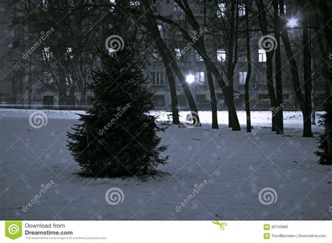 Winter Christmas Tree In The Snowy Park Russia Black And White Stock