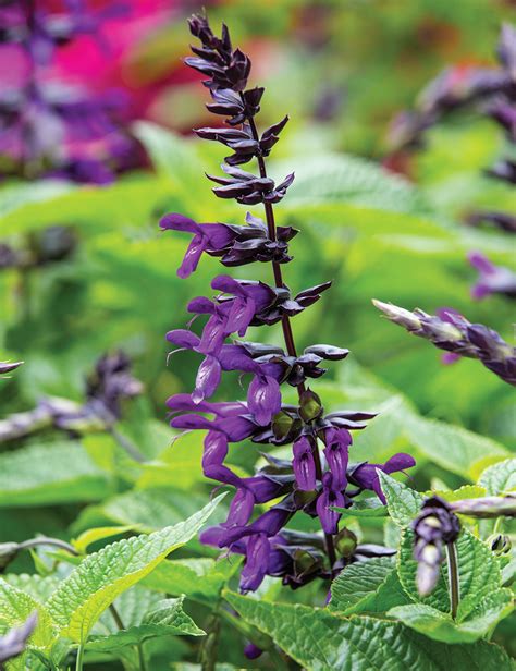 Salvia Purple And Bloom Tesselaar