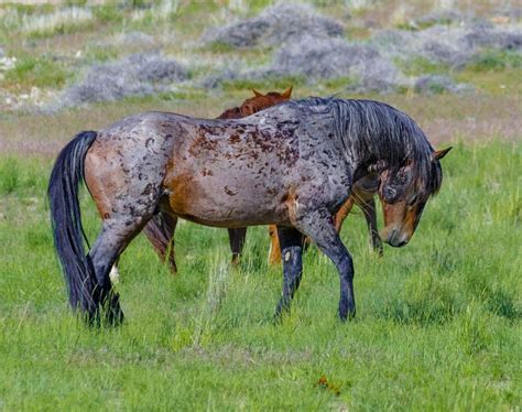 Pin by Deborah Reyna on Beautiful & Cute Horses | Wild horses mustangs, Wild horses, Pretty horses