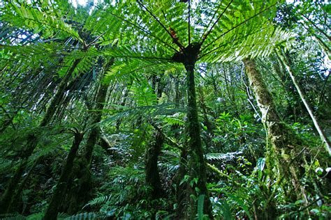 File21 Cyathea Papua Rain Forest Papua Indonesia Wikimedia Commons