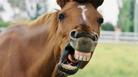 Qual é O Som Do Cavalo