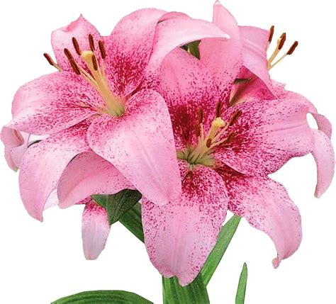 Lilium Asiatic Tango Lily Pink Brush Plant Bulbs 12
