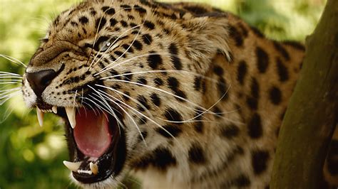 Animals Amur Leopards Leopard Wallpapers Hd Desktop And Mobile