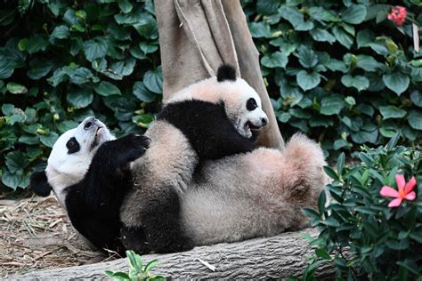 National Panda Day 2022 Celebrate With 15 Adorable Photos Of Pandas