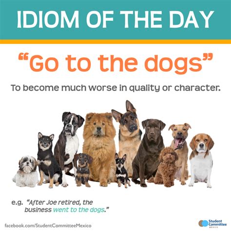 What Does The Idiom Have A Dog In The Fight