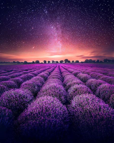 Hd Wallpaper Lavender Farm Lavender Fields Starry Sky 4k