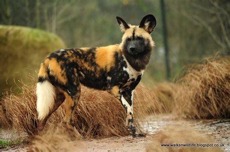 Gary Jones Wildlife Photography African Painted Dogs
