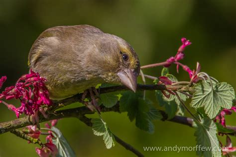Free Images Nature Branch Flower Wildlife Beak Hummingbird
