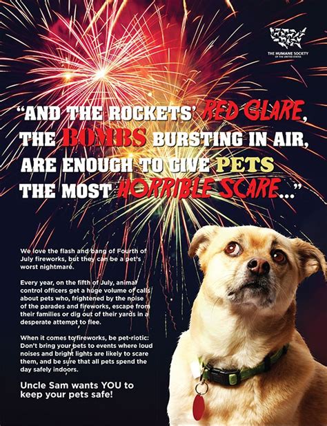 Keep Your Pets Safe On The 4th Of July My Beauty Bunny