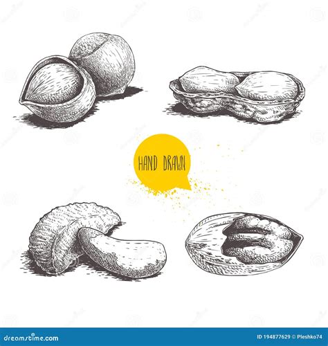Hand Drawn Sketch Style Nuts Set Hazelnuts Peanuts Brazilian Nuts
