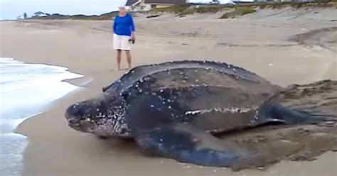 Worlds Largest Sea Turtle Emerges From The Sea To Rest And Reflect On