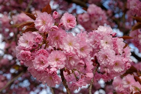 If you live in a very cold climate, cherry shrubs may be your only option. 1X 3-4FT MINI DWARF PRUNUS KANZAN TREE - FLOWERING ...