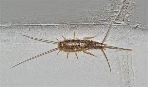 Silverfish Pest Control