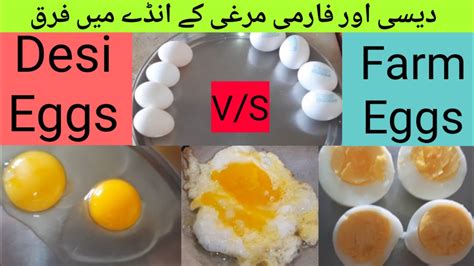 Eggs Comparison Desi Vs Farm Eggs Brown Egg Vs White Egg Difference
