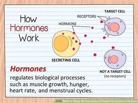 How To Study The Functions Of Protein Hormones In Humans 11 Steps