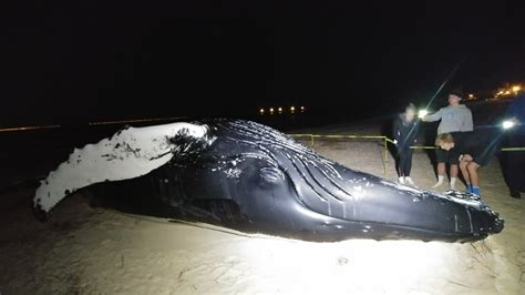 Dead Whale Spotted In Chesapeake Bay Brought Ashore By Virginia Aquarium