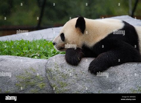 Panda Lying On Rock Stock Photo Alamy