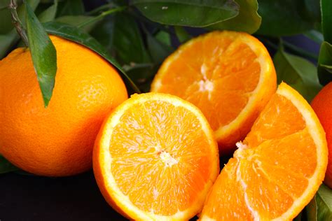 CÓmo Germinar Semillas De Naranja Por HidroponÍa