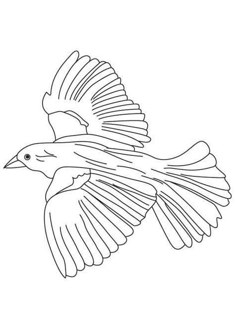 Flying Blackbird Coloring Page In 2023 Bird Coloring Pages Fish