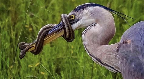 20 Amazing Animal Pictures With Prey Will Give You Goosebumps