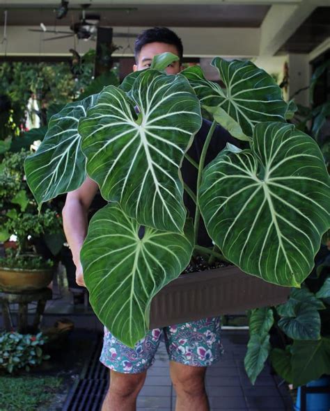 Philodendron Gloriosum Plant Care And Growing Guide Plantcarefully