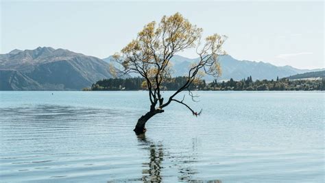 Outrage after picturesque Wanaka tree attacked with saw 