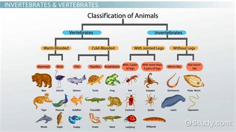 Examples Of Vertebrates And Invertebrates For Kids