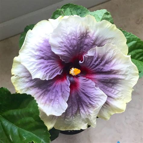 Pin On Hibiscus Of Hawaii
