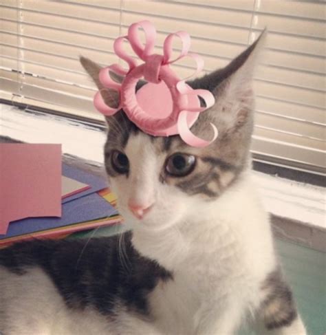 This Three Legged Cat Wearing Hats Could Be The Cutest