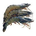 Black Tiger Prawns Suppliers And