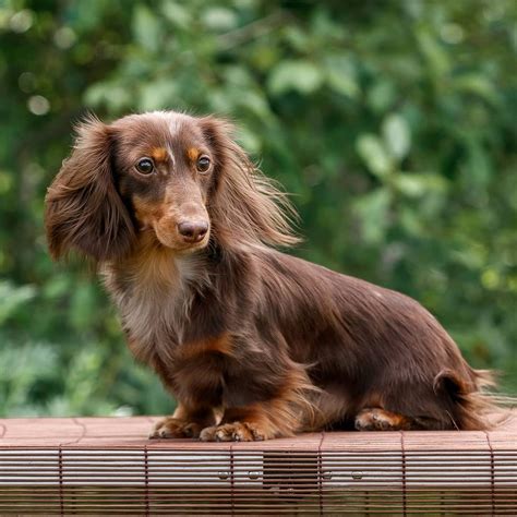 17 Pics That Show Dachshunds Are The Best Dogs Page 2 Of 6 Pettime