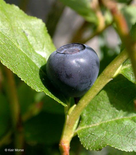 Calphotos Vaccinium Membranaceum Thin Leaved Huckleberry