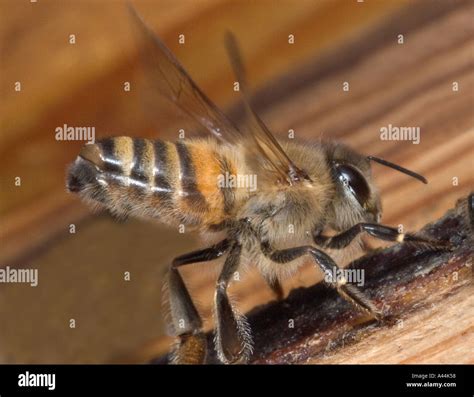 Honey Bee Releasing Nasanov Gland Pheromone Stock Photo Alamy