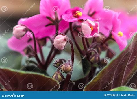 Macro Of Pink African Violet Petals Opening Up Stock Image Image Of