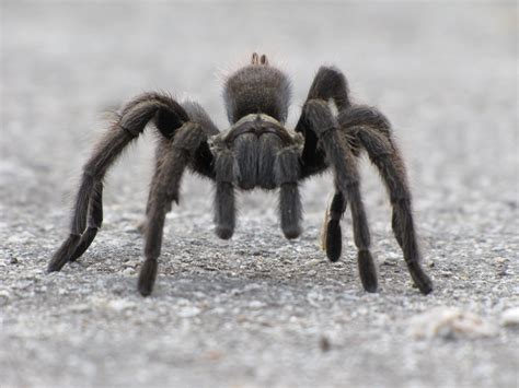 Double Double Toil And Trouble These Tarantulas Just