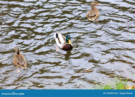 Three Wild Ducks Swim In The City Pond Stock Image Image Of Brown