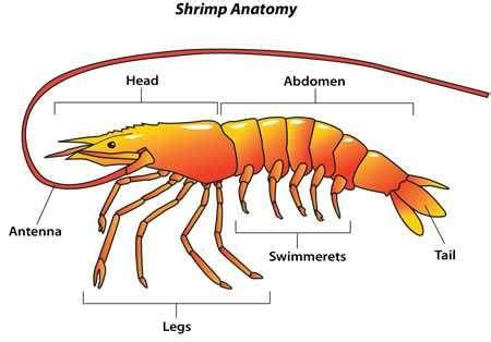 無料でダウンロード u12 shrimp meaning 118111 What does u12 shrimp mean