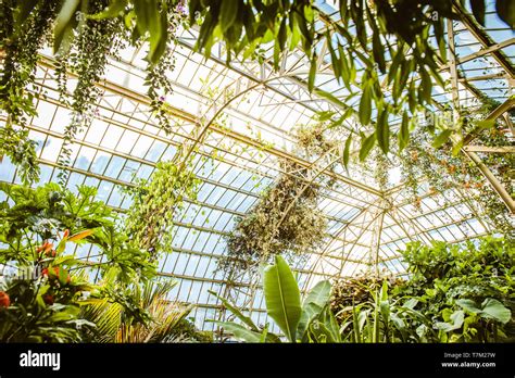 Tropical Greenhouse Glasshouse Sunny Interior Full Of Lush Green Plants