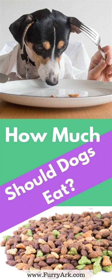 So how much food do puppies need? How much dog food to feed your dog? How Many Calories Does ...