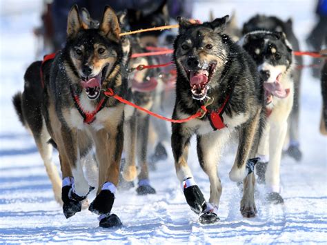 10 Adorable Sled Dogs From The Iditarod For The Win