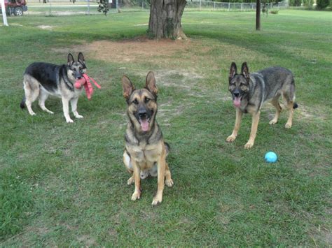 Contact Us — Large Old Fashioned Straight Backed German Shepherds