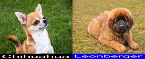 Chihuahua Versus Leonberger Final Verdict On Which One Is A Better Pet