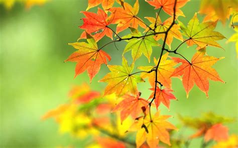 Cool 8k Leaves Wallpapers Top Free Cool 8k Leaves Backgrounds