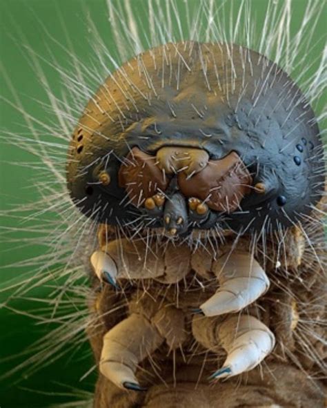 Jojo Post Micro World A Bugs Under Electron Microscopes Microscopic