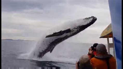 The Biggest Whale Ever Caught On Cameramust Watch Youtube
