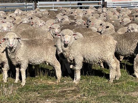 lot 575 365 mixed sex lambs auctionsplus